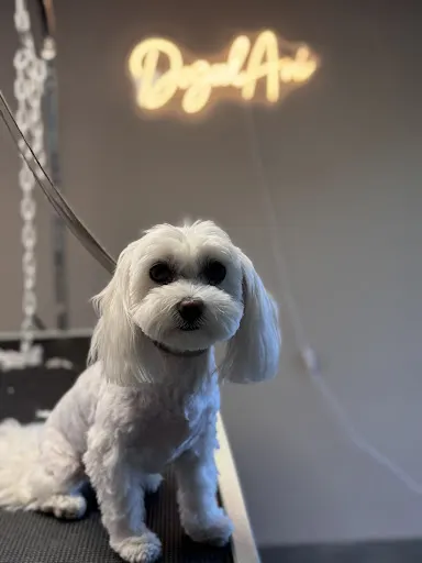 DogodAni Salon pielęgnacji dla psa, kota i królika